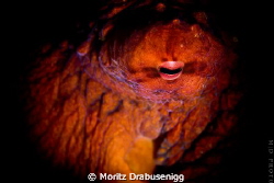 Octopussy!

600D + 60mm by Moritz Drabusenigg 